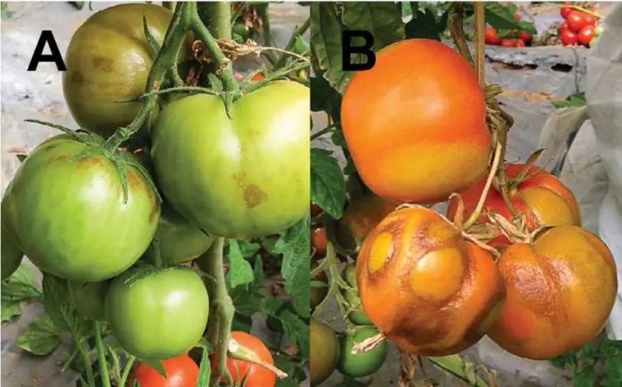 síntomas del virus rugoso del tomate