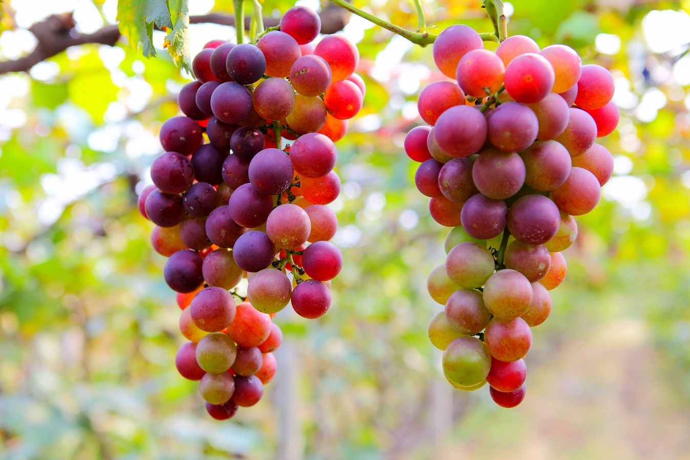 Las exportaciones de uva de mesa sudafricanas se mantienen bajas hasta enero