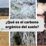 ¿Qué es el carbono orgánico del suelo?