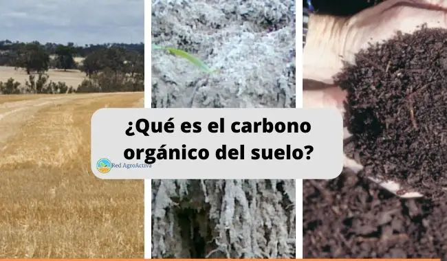 ¿Qué es el carbono orgánico del suelo?