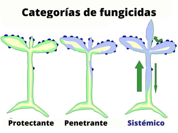 Categorías de fungicidas: Protectante, penetrante y sistémico