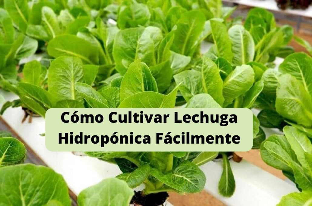 Cómo Cultivar Lechuga con hidroponía