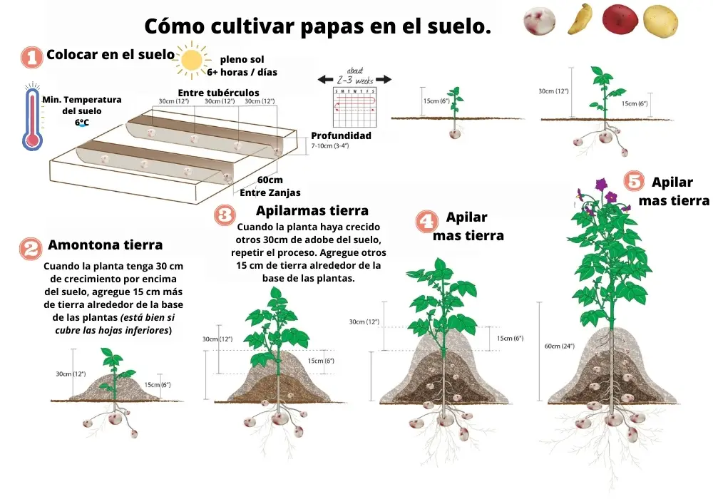 Cómo cultivar papas en el suelo