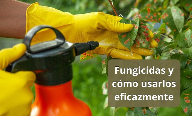 Fungicidas y cómo usarlos eficazmente