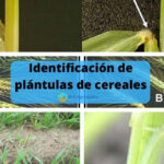 Identificación de plántulas de cereales