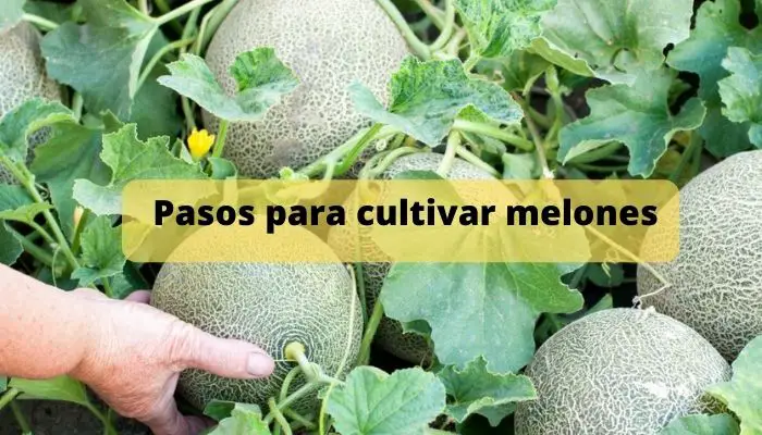 Pasos para cultivar melones