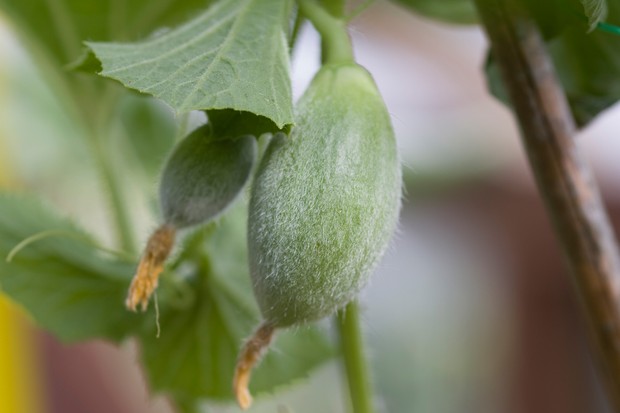 Cultivo de melones a partir de semillas: plantas jóvenes de melón