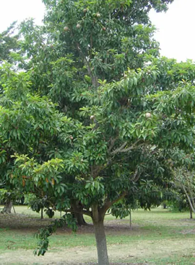 apariencia de un árbol de Manilkara zapota