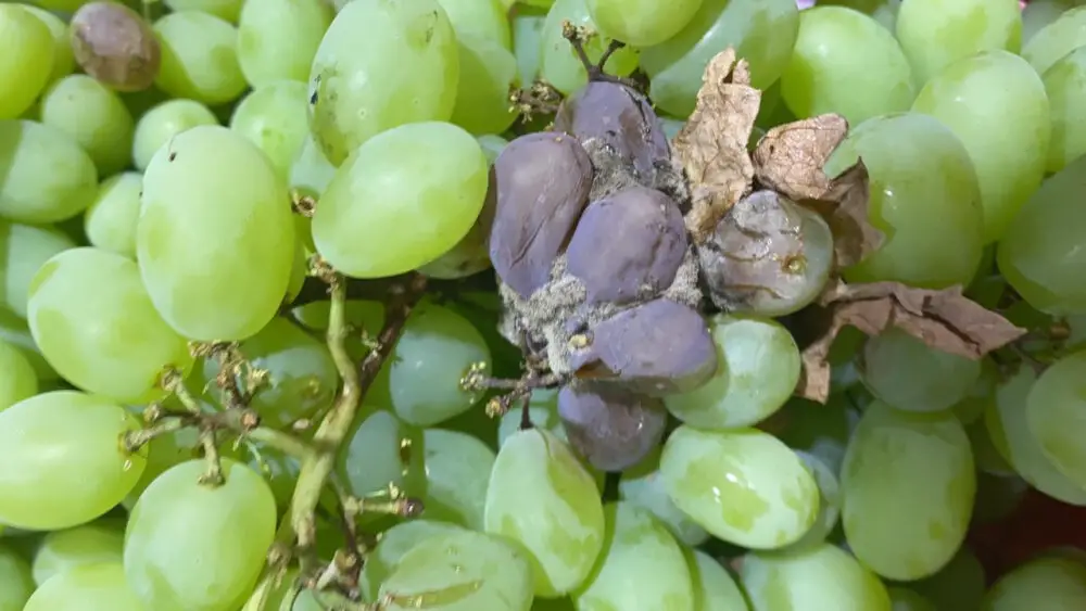 Chile: las cosechas de uva de mesa siguen muy afectadas por las lluvias