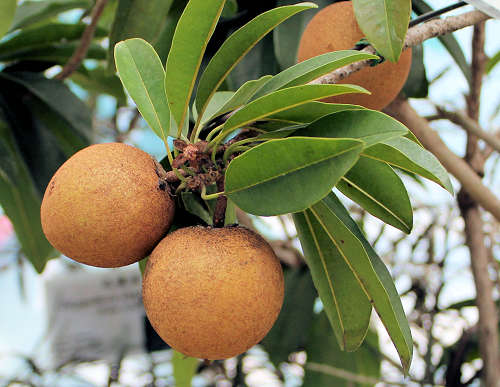 fruta en el árbol de Manilkara zapota