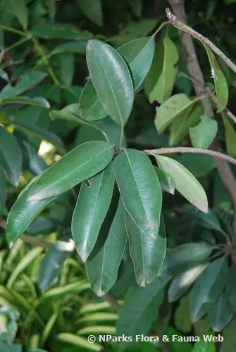 hojas de Manilkara zapota