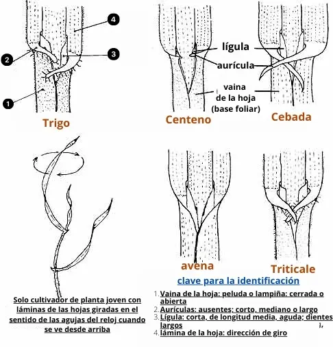 Identificación clave de plántulas de cereales comunes