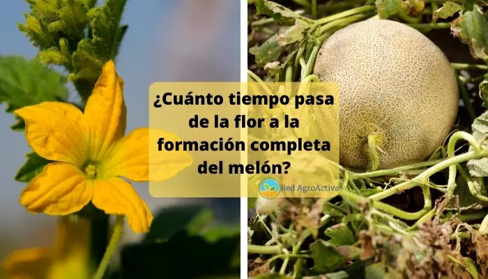 ¿Cuánto tiempo pasa de la flor a la formación completa del melón?
