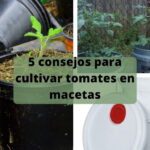 5 consejos para cultivar tomates en macetas