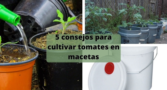 5 consejos para cultivar tomates en macetas