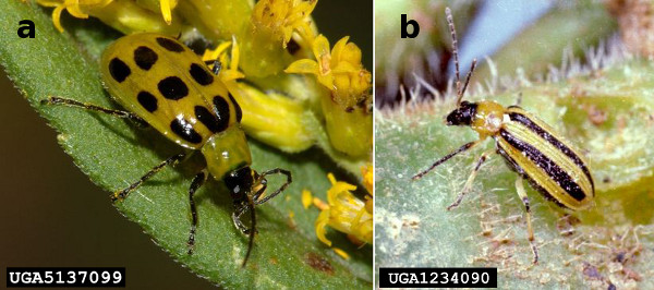Figura 1. Escarabajo manchado occidental del pepino (Diabrotica undecimpunctata undecimpunctata) y escarabajo rayado del pepino (Acalymma vittatum)