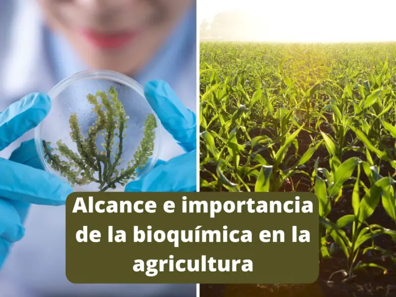 Alcance e importancia de la bioquímica en la agricultura