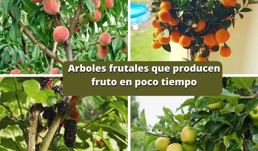 Arboles frutales que producen fruto en poco tiempo