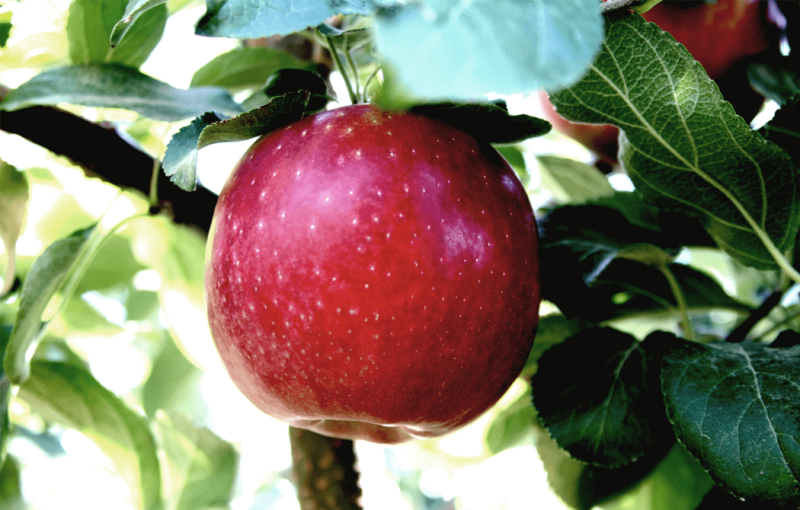 Las manzanas Cosmic Crisp y Autumn Glory experimentan un fuerte crecimiento