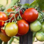 Cultivo de tomates de temporada temprana