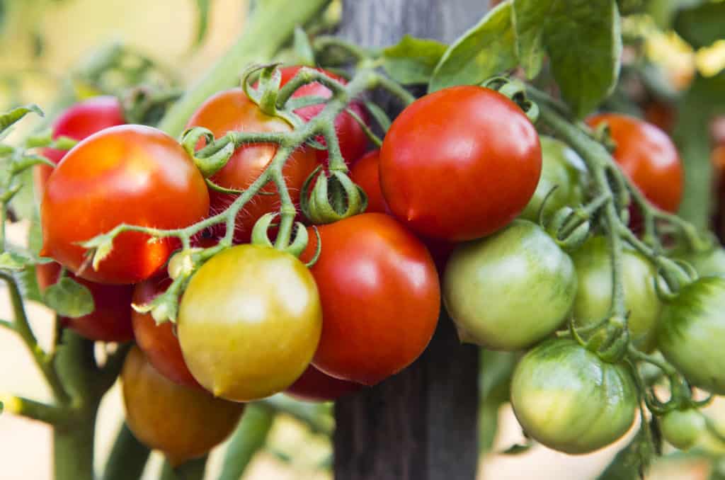 Cultivo de tomates de temporada temprana