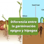 Diferencias entre la germinación epígea y hipogea