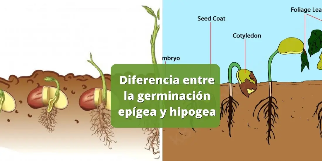 Diferencias entre la germinación epígea y hipogea