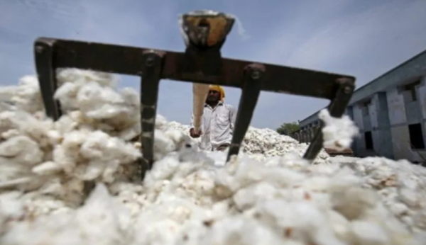 Disputa de semillas de algodón transgénico entre Monsanto de Bayer y NSL de India resuelta