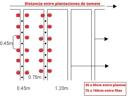 Distancia entre plantaciones de tomate