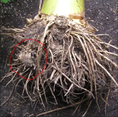 El sistema de raíces de una planta de plátano