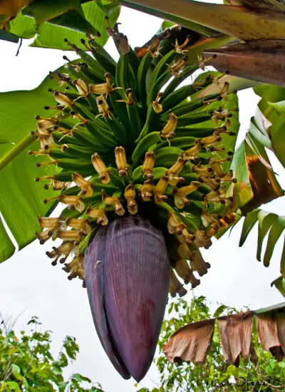 Inflorescencia en planta de plátano