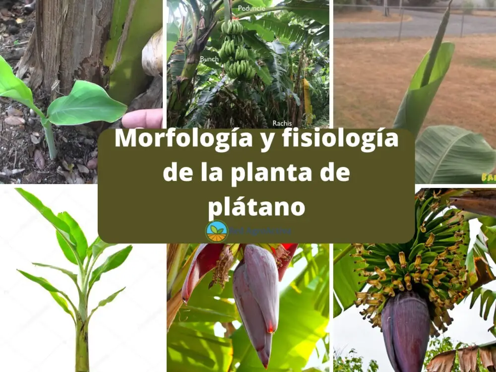 Morfología y fisiología de la planta de plátano