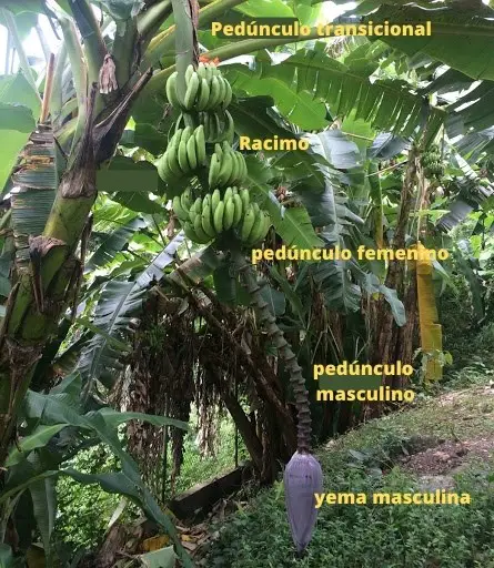 Pedúnculo del árbol de plátano