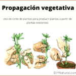 Propagación vegetativa - definición, tipos y ejemplos