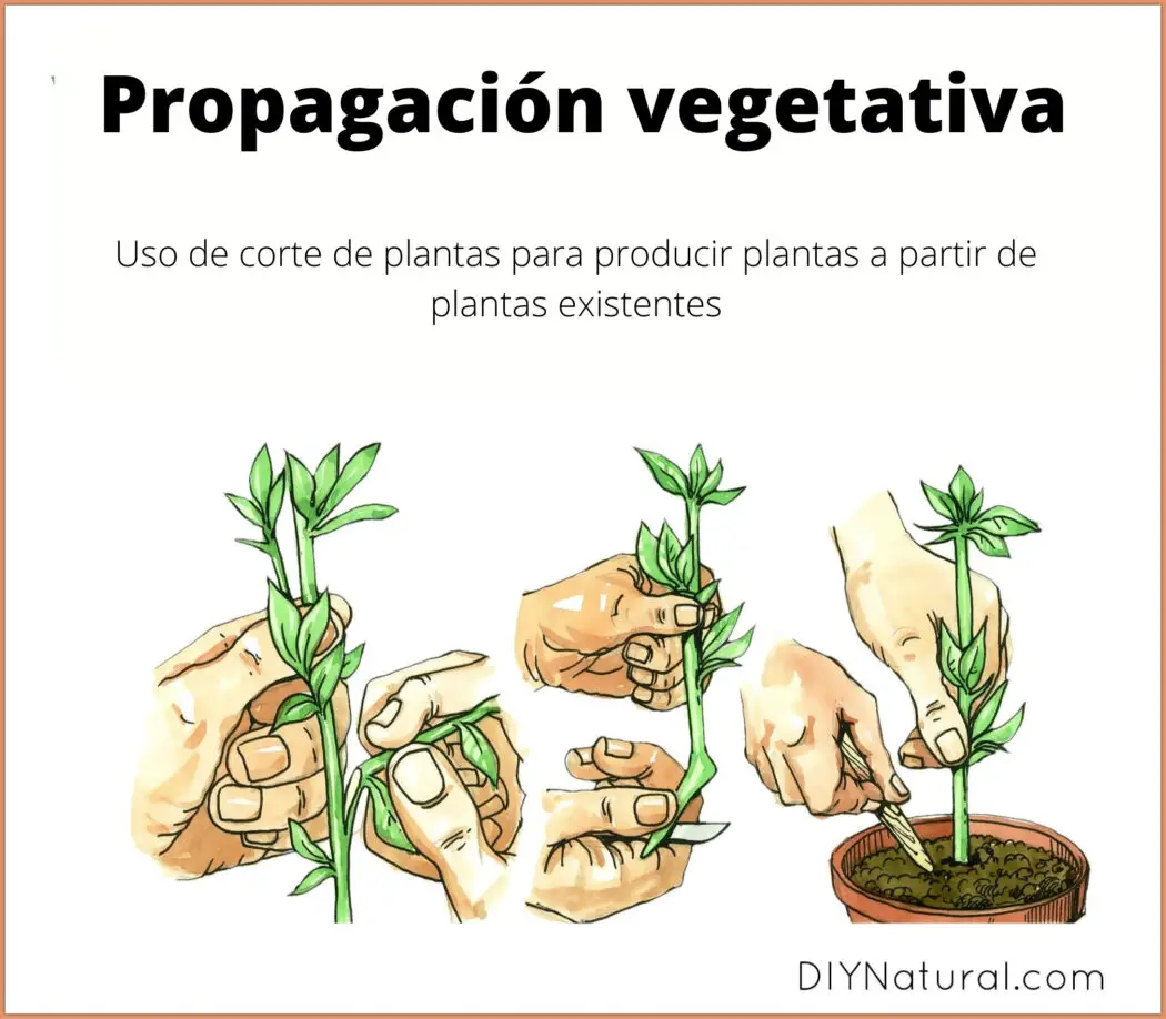 Propagación vegetativa - definición, tipos y ejemplos