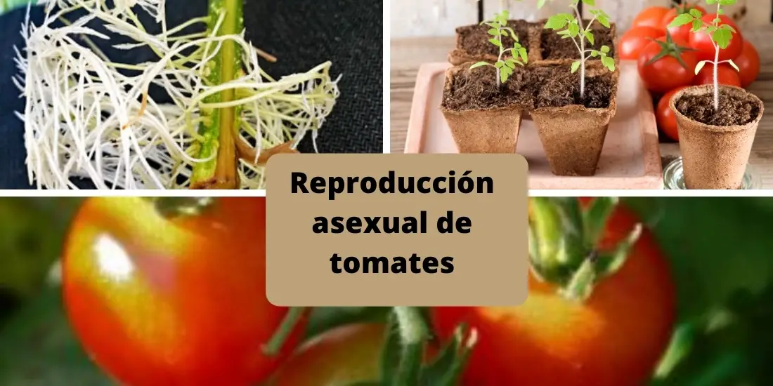 Reproducción asexual de tomates