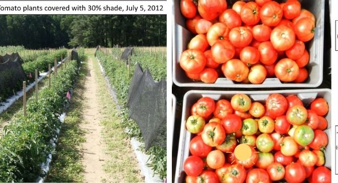 Sombra de mantillo plástico en el cultivo de tomate