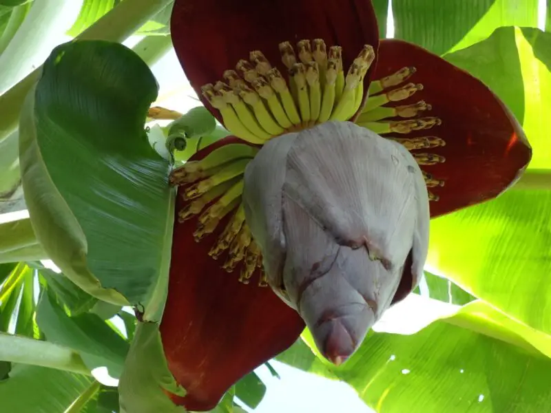 Todo sobre las flores del árbol de plátano