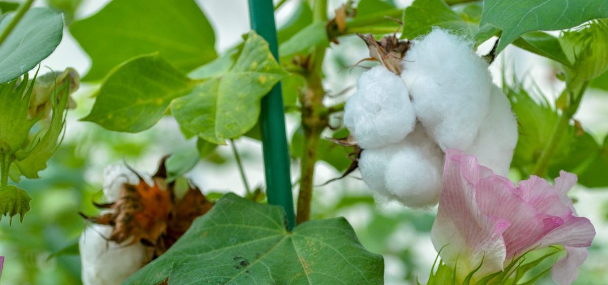 La manipulación de las glándulas que contienen gosipol en el algodón podría impulsar las defensas naturales de las plantas