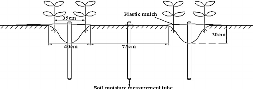 Espaciamiento de plantas de cultivos de tomate y disposición de tubos de acceso para medición de humedad del suelo.