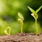 Las 5 organizaciones que están mejorando el mundo a través de la agricultura regenerativa