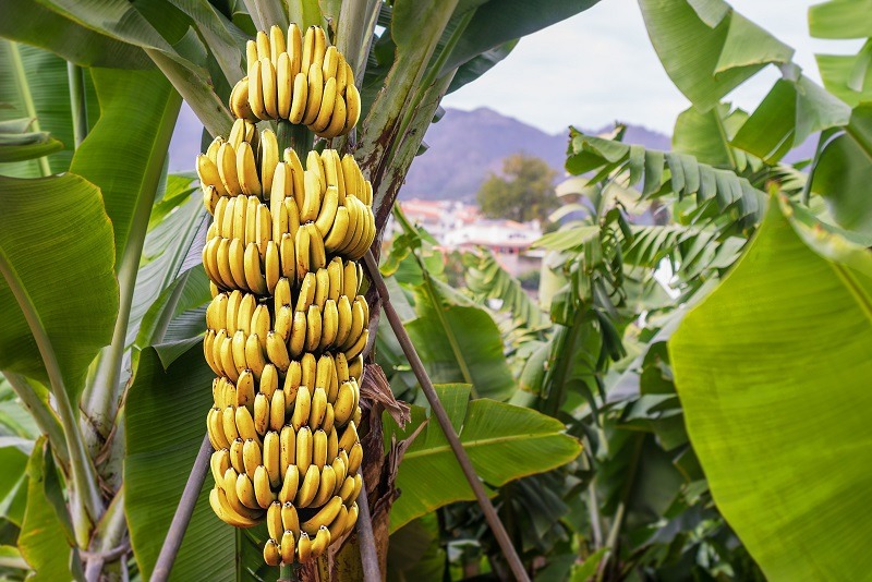 Colombia apunta a un crecimiento del 10 por ciento en las exportaciones de banano en 2021
