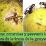 Cómo controlar y prevenir la mosca de la fruta de la guayaba