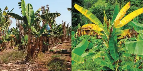 Declaración de AgroFair sobre el descubrimiento de la enfermedad del banano TR4 en Perú