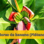 Flores de banano (Plátano)