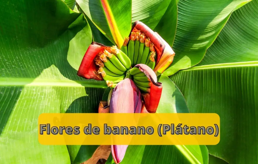 Flores de banano (Plátano)