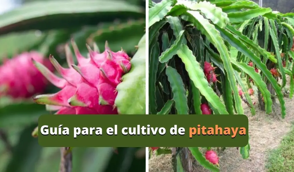 Guía para el cultivo de pitahaya