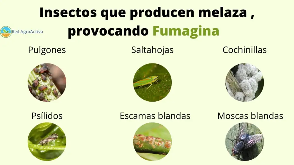 Insectos que producen melaza , provocando Fumagina