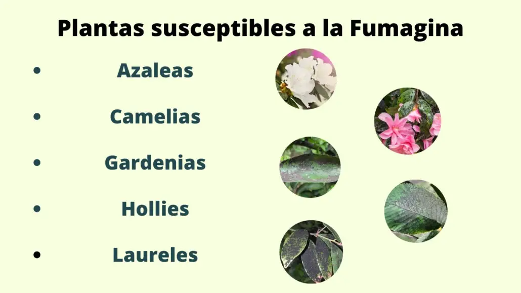 Plantas susceptibles a la Fumagina