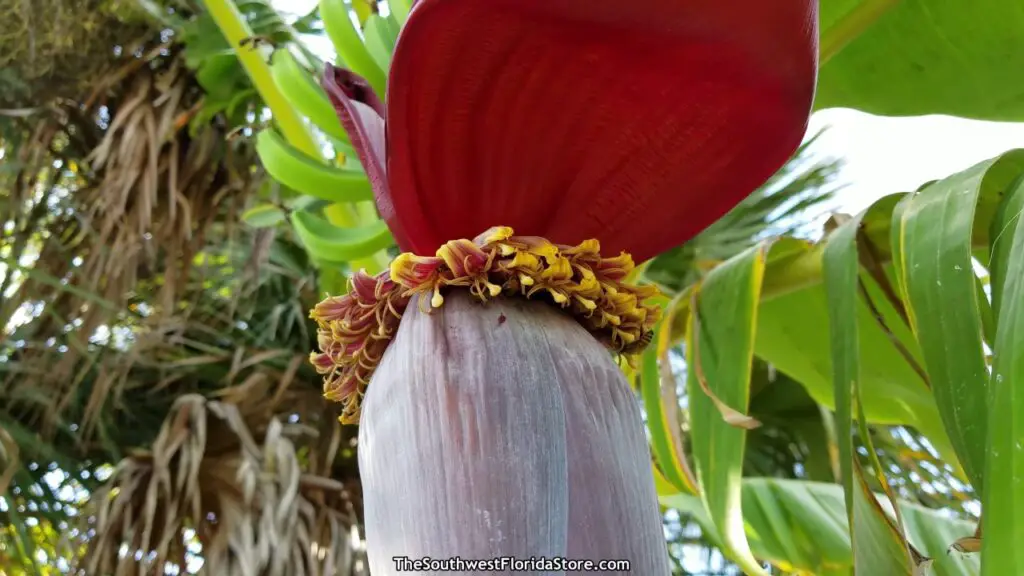 Polinización de las flores de plátano